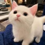 José Manuel Cárdenas avatar