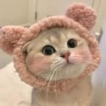 Braulio Borja avatar